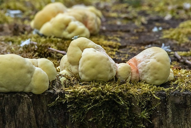 sírovec obyčajný Laetiporus sulphureus (Bull.) Murrill