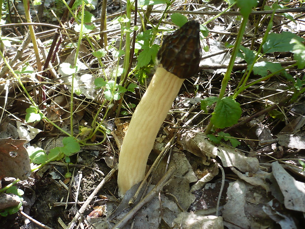 smrčok hybridný Morchella semilibera DC.