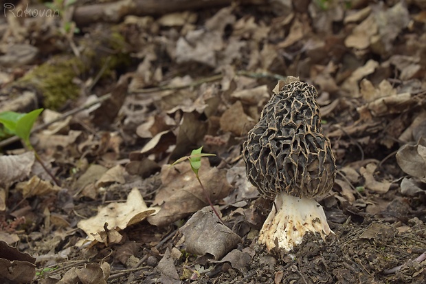 smrčok Morchella sp.