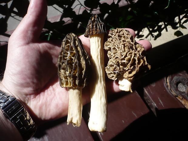 smrčok Morchella sp.