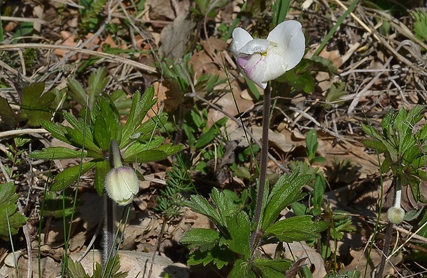 veternica lesná Anemone sylvestris L.