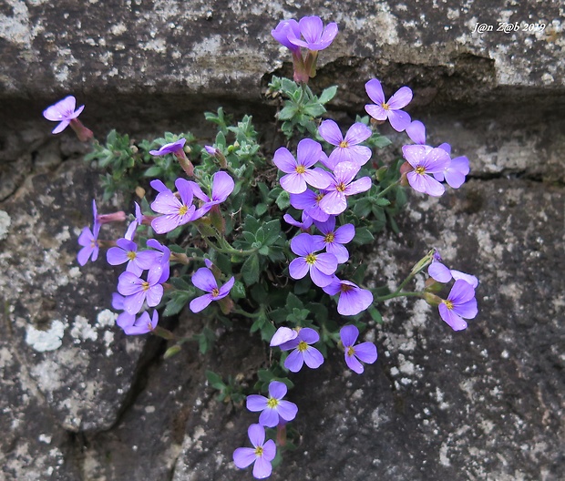 tarička Aubrieta columnae subsp. italica (Boiss.) Mattf.