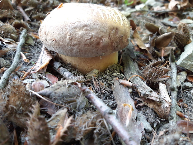 hríb sosnový Boletus pinophilus Pil. et Dermek in Pil.