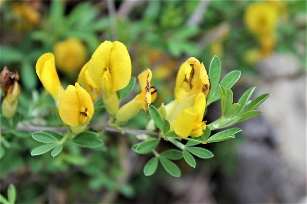 zanoväť regensburská Chamaecytisus ratisbonensis (Schaeff.) Rothm.