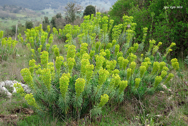 mliečnik Euphorbia characias L.