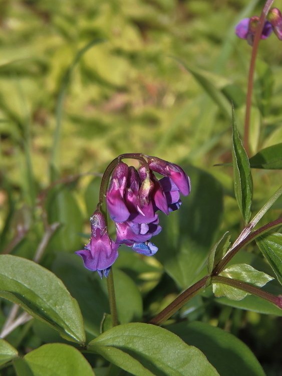 hrachor jarný Lathyrus vernus (L.) Bernh.