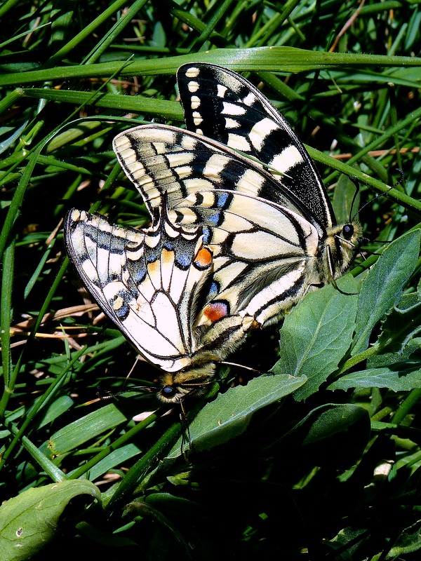 vidlochvost feniklový Papilio machaon