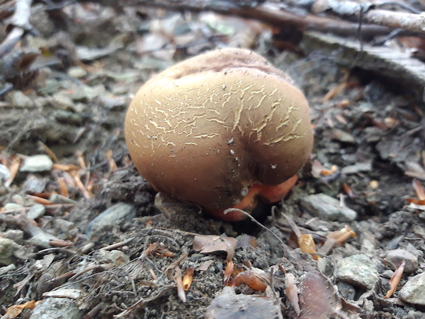 hríb zrnitohlúbikový Sutorius luridiformis (Rostk.) G. Wu & Zhu L. Yang