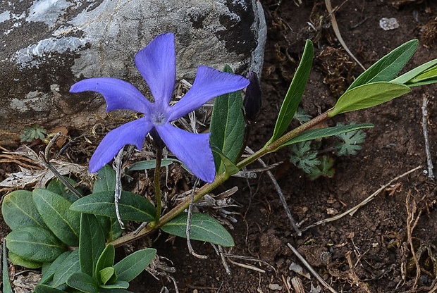 zimozeleň bylinná Vinca herbacea Waldst. et Kit.