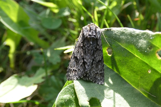 mramorovka rakytová Acronicta auricoma