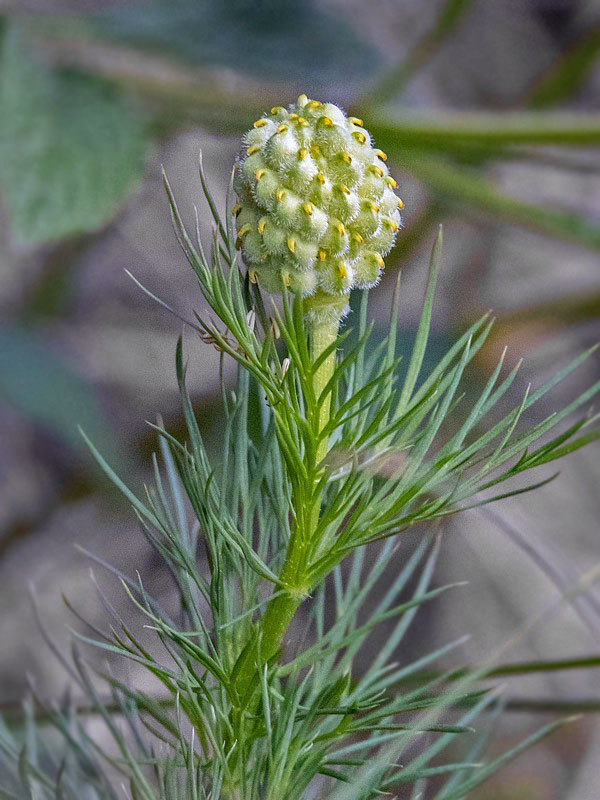 hlaváčik jarný Adonis vernalis L.