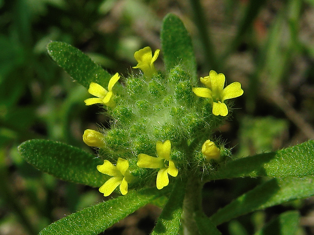 tarica kališnatá Alyssum alyssoides (L.) L.