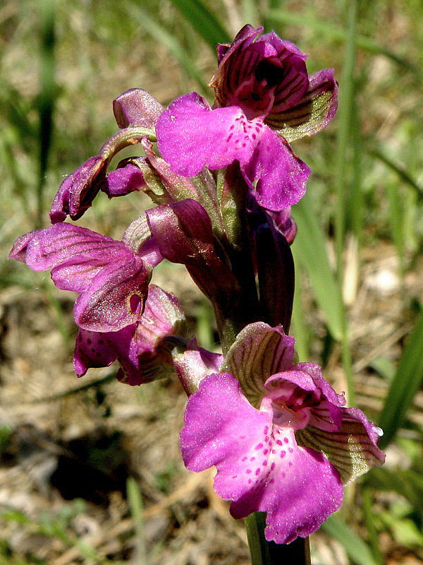 červenohlav obyčajný Anacamptis morio (L.) R. M. Bateman, A. M. Pringeon & M. W. Chase