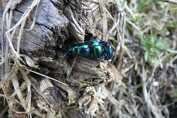 liskavka mätová CHrysolina herbacea