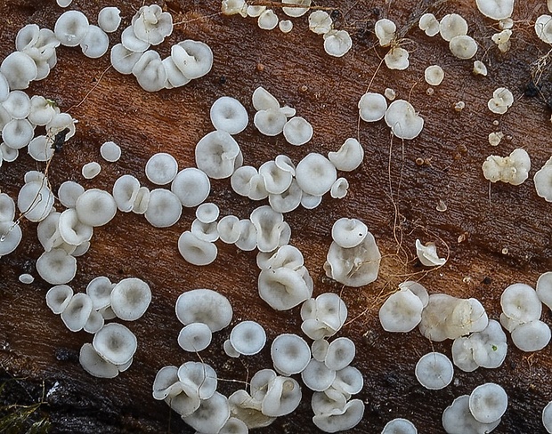 čiašenka obyčajná Calycina vulgaris (Fr.) Baral