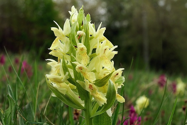 vstavačovec bazový Dactylorhiza sambucina (L.) Soó