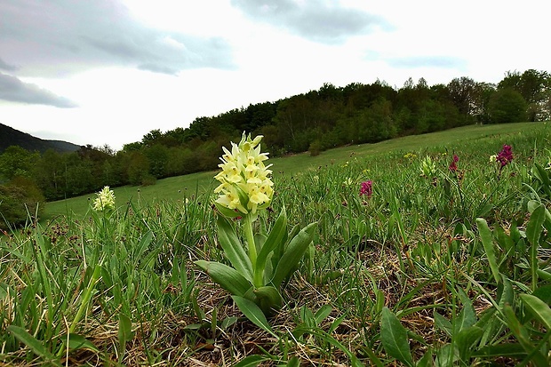 vstavačovec bazový Dactylorhiza sambucina (L.) Soó