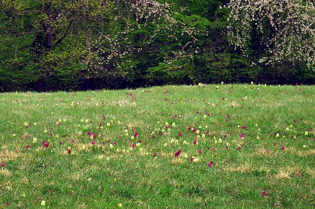 vstavačovec bazový - biotop Dactylorhiza sambucina (L.) Soó