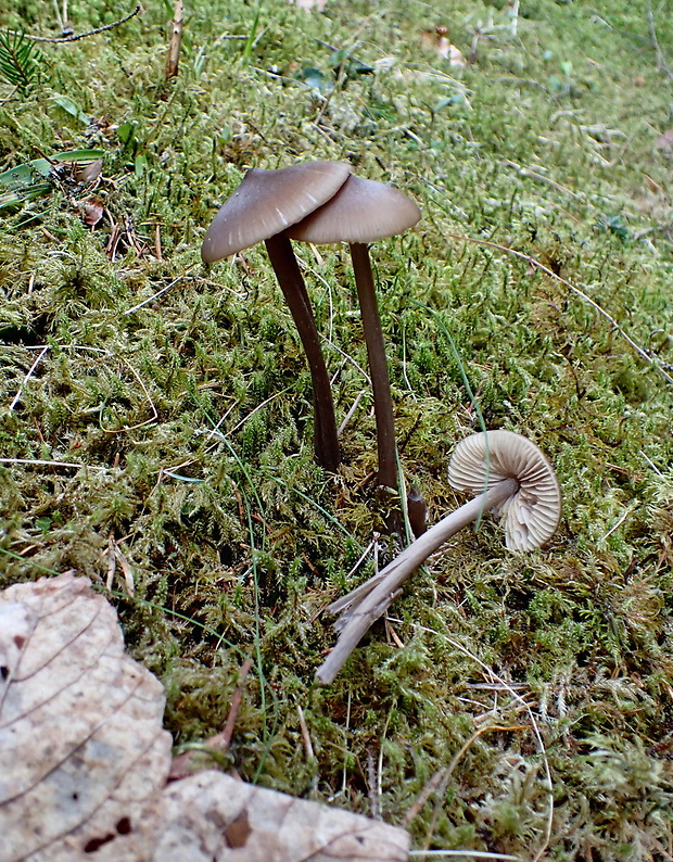 hodvábnica Entoloma sp.