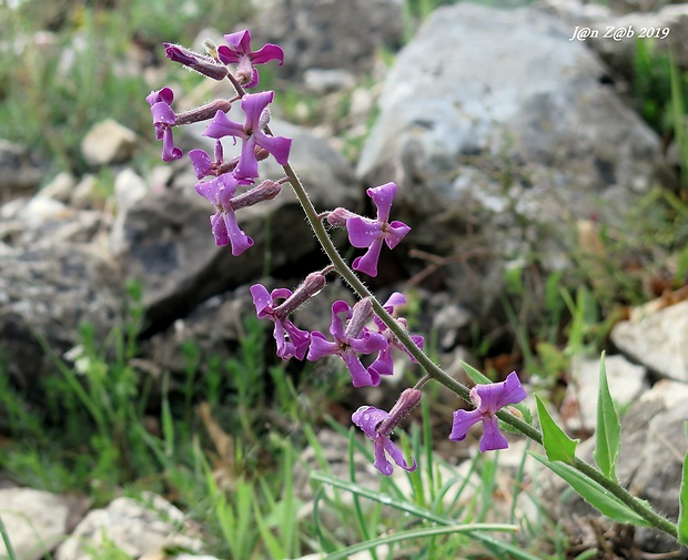 večernica Hesperis laciniata All.