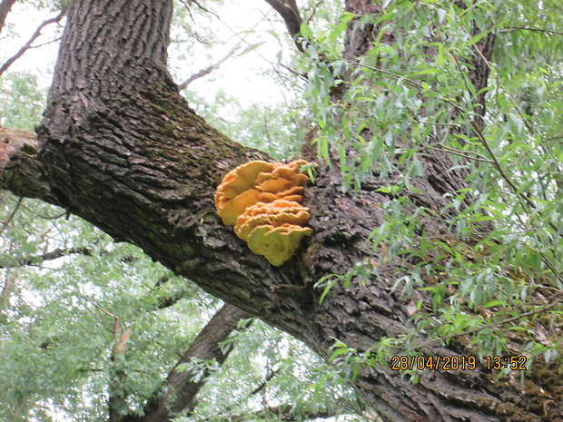 sírovec obyčajný Laetiporus sulphureus (Bull.) Murrill