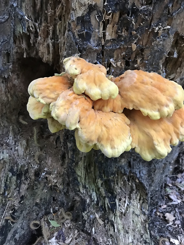 sírovec obyčajný Laetiporus sulphureus (Bull.) Murrill