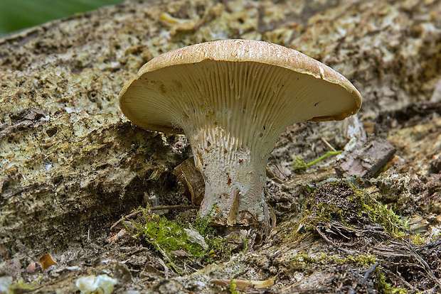 húževnatec šupinatý Neolentinus lepideus (Fr.) Redhead & Ginns