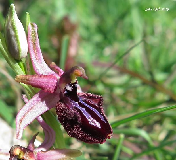 hmyzovník Ophrys sphegodes subsp. atrata (Rchb. f.) E. Mayer