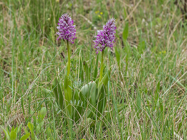 vstavač vojenský Orchis militaris L.