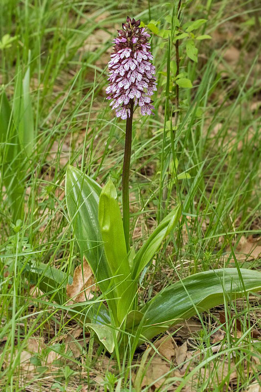 vstavač purpurový Orchis purpurea Huds.