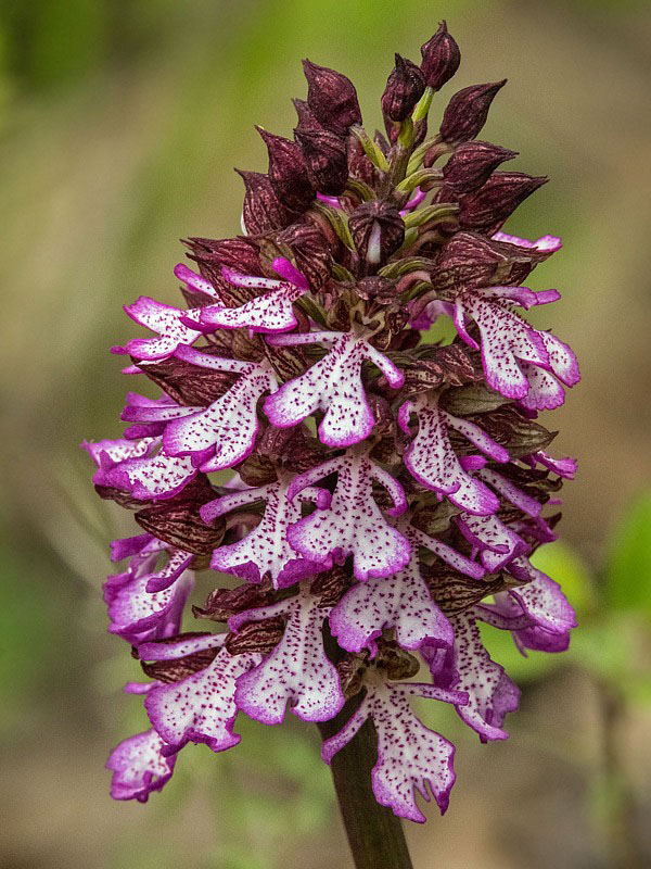 vstavač purpurový Orchis purpurea Huds.