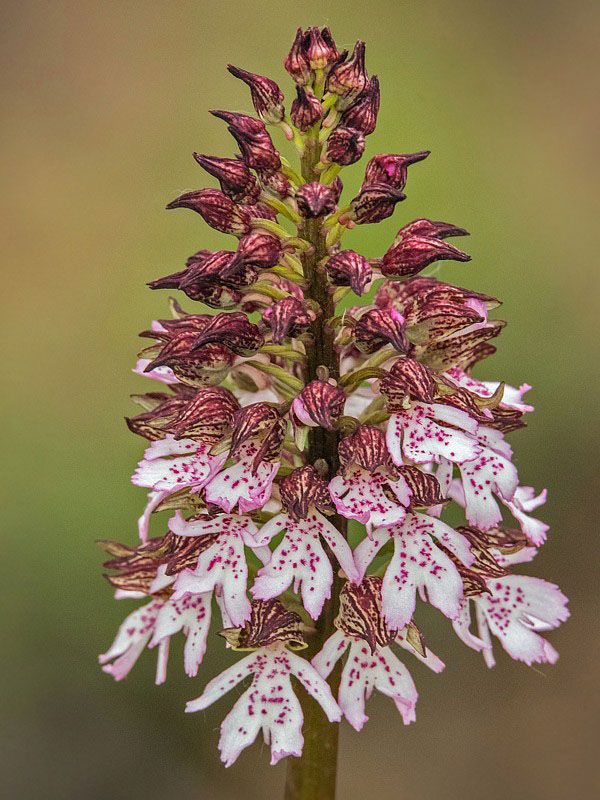 vstavač purpurový Orchis purpurea Huds.