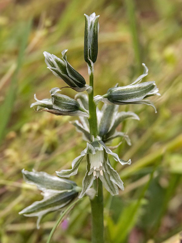 bledavka boucheova Ornithogalum boucheanum (Kunth) Asch.