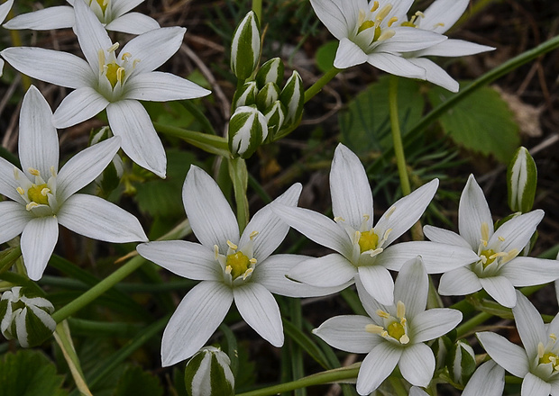 bledavka okolíkatá Ornithogalum umbellatum L