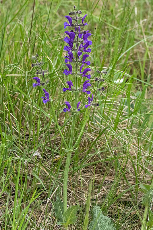 šalvia lúčna Salvia pratensis L.