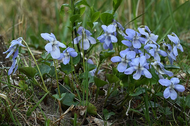 fialka rivinova Viola riviniana Rchb.