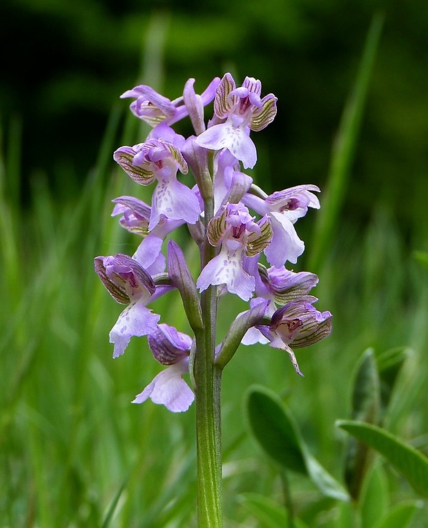 červenohlav obyčajný Anacamptis morio (L.) R. M. Bateman, A. M. Pringeon & M. W. Chase