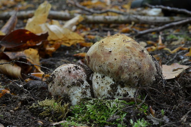 hríb sosnový Boletus pinophilus Pil. et Dermek in Pil.