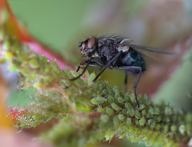 bzučivka obyčajná Calliphora vicina (Calliphoridae)