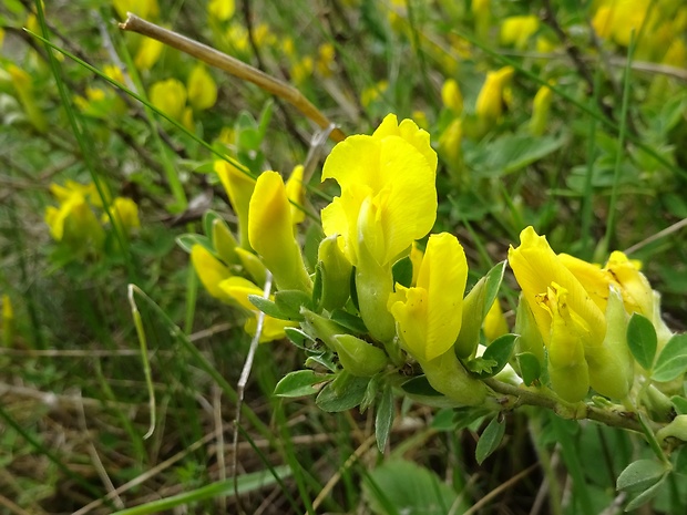 zanoväť regensburská Chamaecytisus ratisbonensis (Schaeff.) Rothm.