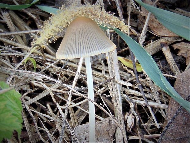 hnojník Coprinopsis sp.