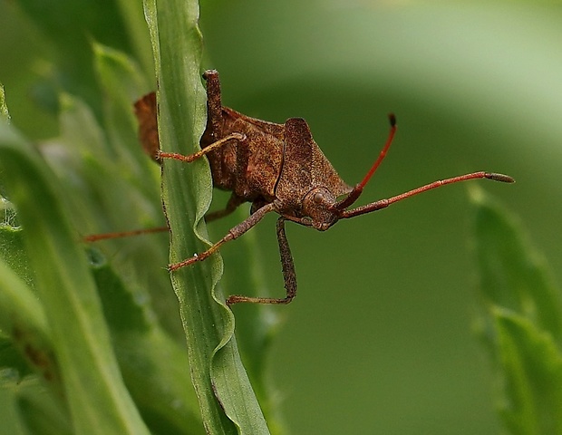 obrubnica štiavová Coreus marginatus