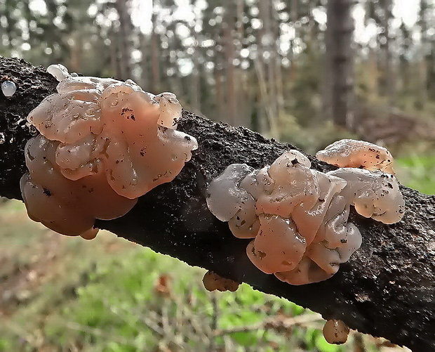 kráterokrčka čerešňová Craterocolla cerasi (Schumach.) Sacc.