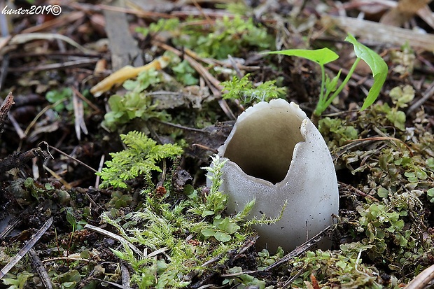 chriapač sosnový Helvella leucomelaena (Pers.) Nannf.