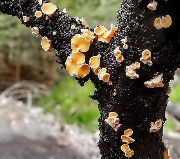 vlnuška Lachnellula sp.