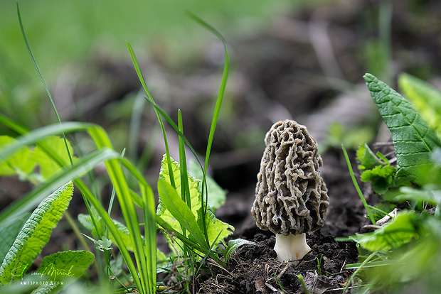 smrčok jedlý Morchella esculenta (L.) Pers.