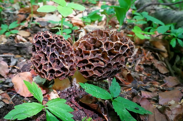 smrčok jedlý Morchella esculenta (L.) Pers.