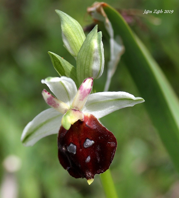 hmyzovník Ophrys argolica subsp. biscutella (O. Danesch &amp; E. Danesch) Kreutz