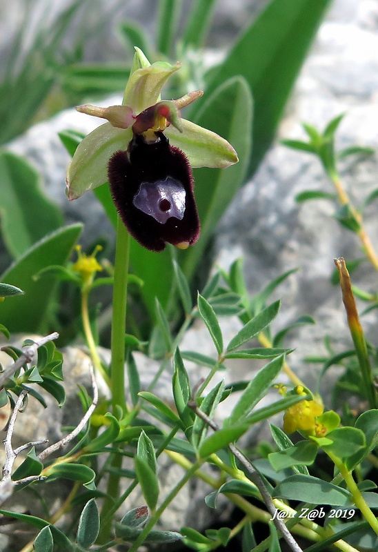 hmyzovník Ophrys bertoloniformis O. Danesch et E. Danesch