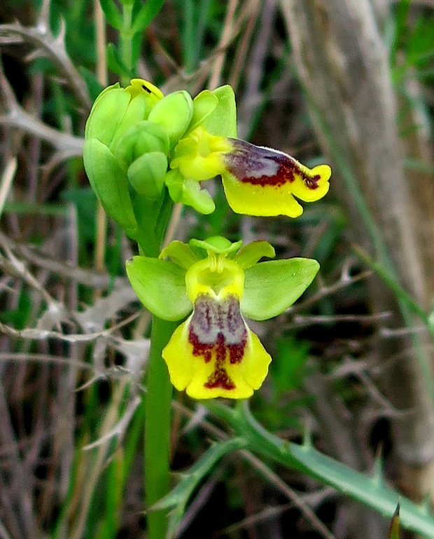 hmyzovník Ophrys lutea subsp. galilaea